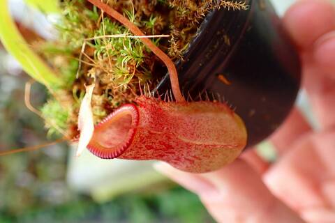 アンプラリア ブラック　squat　ネペンテス　ウツボカズラ　食虫植物 Yahoo!オークション - 食虫植物 nepenthes ampullaria black