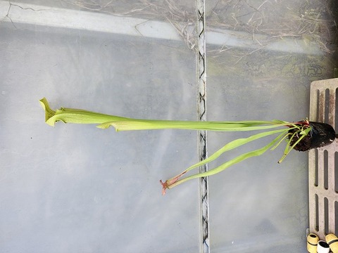 P188 2ura S. Hybrid Y's 