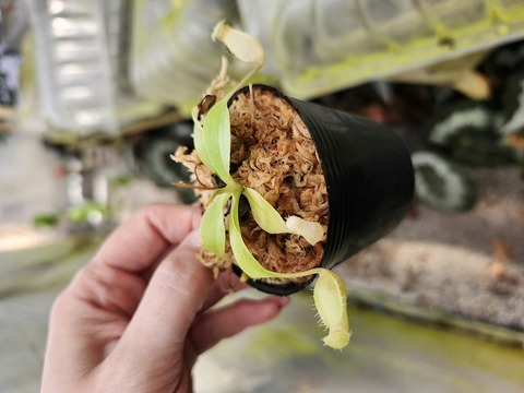 E110 1-4 [YA-100] N. sibuyanensis Y's Lab 