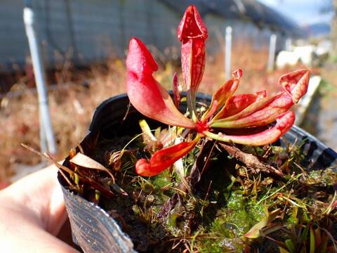 商品一覧 - Y's Exotics （山田食虫植物農園）