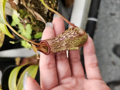 商品一覧 - Y's Exotics （山田食虫植物農園）