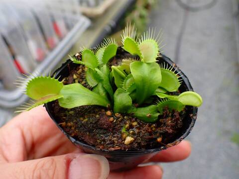Y084 3-2 Dionaea muscipula South-west Giant Y's Lab