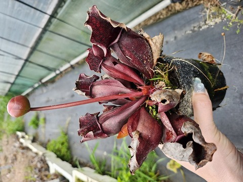 ⭐︎超レア⭐︎パチャノイ錦 商品一覧 - Y's Exotics （山田食虫植物農園）