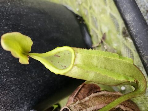 Nepenthes（ネペンテス/ウツボカズラ）の商品一覧 | Y's Exotics （山田食虫植物農園）