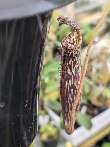 Nepenthes（ネペンテス/ウツボカズラ）の商品一覧 | Y's Exotics （山田食虫植物農園）