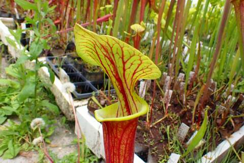 Sarracenia（サラセニア）の商品一覧 | Y's Exotics （山田食虫
