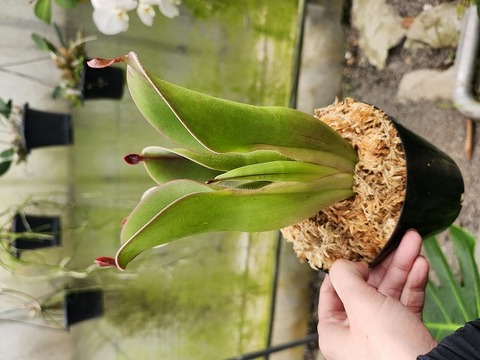 商品一覧 - Y's Exotics （山田食虫植物農園）