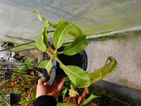 P675 1-1 N. maxima wavy stem x maxima (d) Sulawesi green Y's