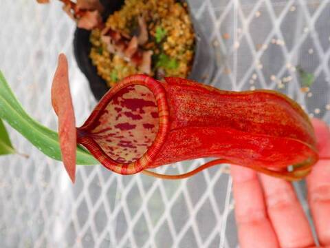 Nepenthes（ネペンテス/ウツボカズラ）の商品一覧 | Y's Exotics