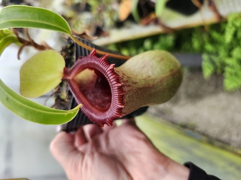 teatネペン Nepenthes（ネペンテス/ウツボカズラ）の商品一覧 | Y's Exotics