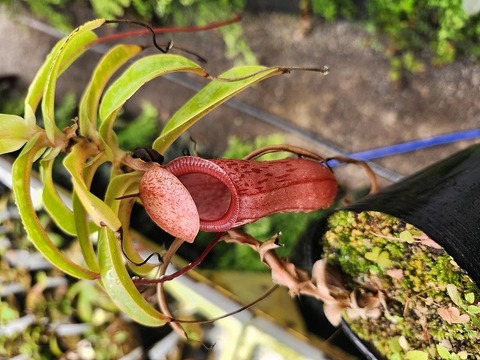 E143 1-2 N. (ventricosa x sibuyanensis) x ventricosa -red EP ♀