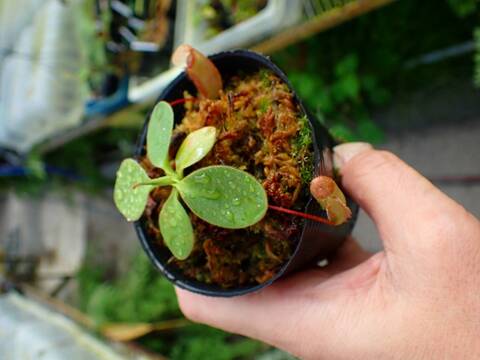 【極稀少】Eriosyce zorillaensis KP-2180 商品一覧 - Y's Exotics （山田食虫植物農園）