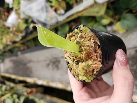 Y939 1-1 H. parva {Cerro Neblina, Venezuela}[BCP ID# H1842, H2023, H2026] BCP