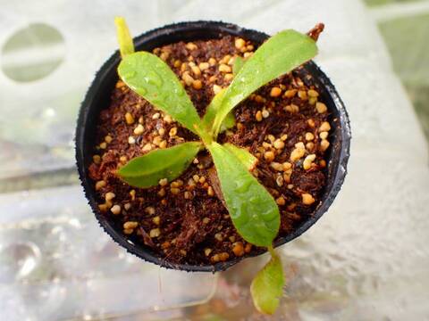 食虫植物　お知らせ用 商品一覧 - Y's Exotics （山田食虫植物農園）