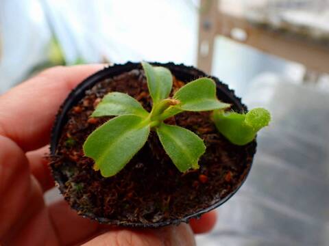 商品一覧 - Y's Exotics （山田食虫植物農園）