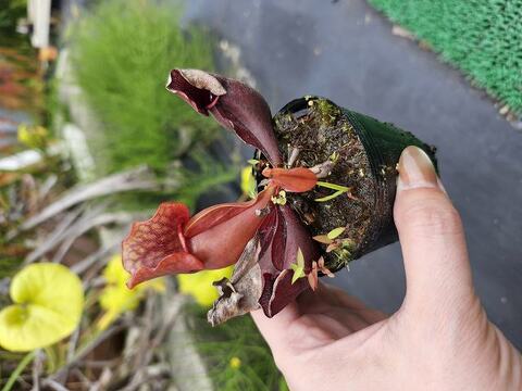 ハバネロ　FS ✖️ Portillae 商品一覧 | Y's Exotics （山田食虫植物農園）