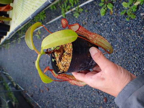 商品一覧 - Y's Exotics （山田食虫植物農園）
