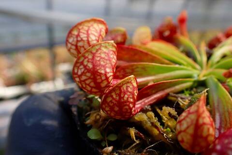 春蘭　韓国春蘭　栄光No.6 商品一覧 - Y's Exotics （山田食虫植物農園）