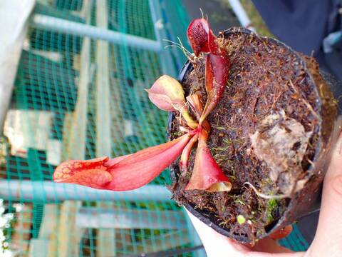 サラセニア kurichan サラセニア kurichan 商品一覧 - Y's Exotics （山田食虫植物農園）