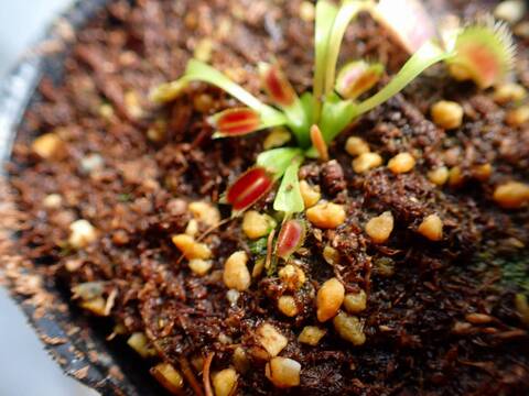 O130 5-2 Dionaea muscipula `Red Purple' [BCP ID# 1499] BCP