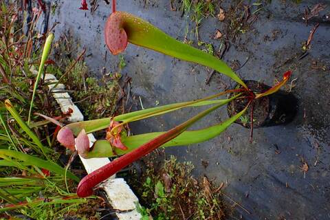 Sarracenia Species（サラセニア原種）の商品一覧 | Y's Exotics