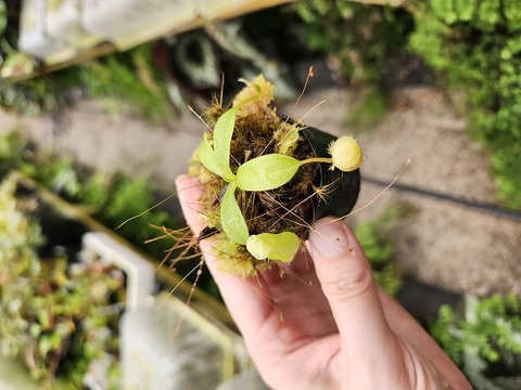 商品一覧 - Y's Exotics （山田食虫植物農園）
