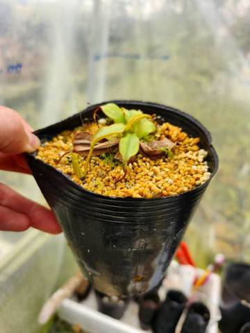 Nepenthes（ネペンテス/ウツボカズラ）の商品一覧 | Y's Exotics