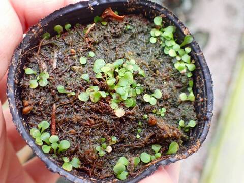 商品一覧 - Y's Exotics （山田食虫植物農園）