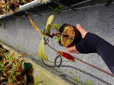 E207 5-3 N. viking green x xKuchingensis 猪熊