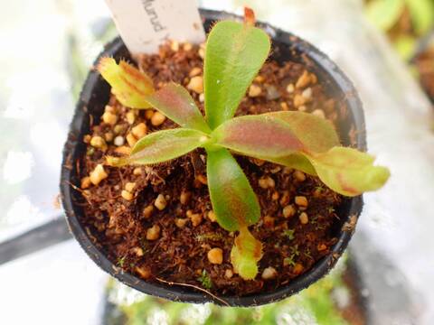 商品一覧 - Y's Exotics （山田食虫植物農園）