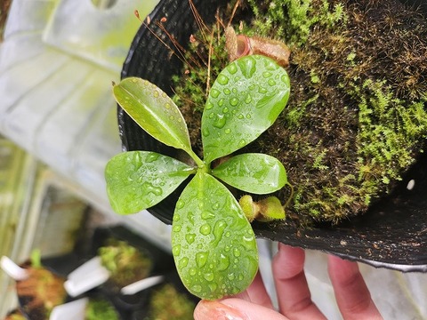 商品一覧 - Y's Exotics （山田食虫植物農園）