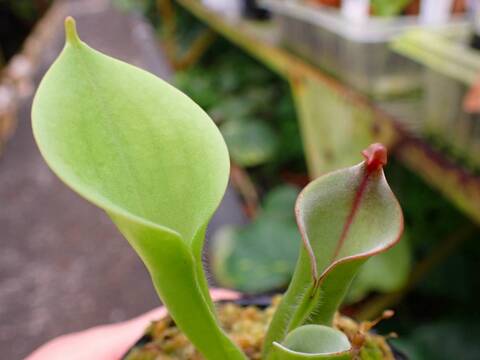 商品一覧 - Y's Exotics （山田食虫植物農園）