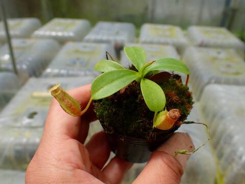 J627 1-3 N. undulatifolia x rajah #NNN
