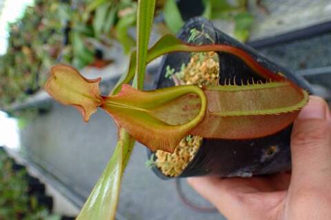 ゆうゆうネペンテス・ミランダ Nepenthes（ネペンテス/ウツボカズラ）の商品一覧 | Y's Exotics