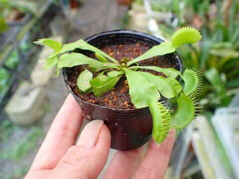 商品一覧 - Y's Exotics （山田食虫植物農園）