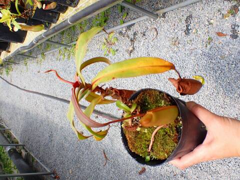 J220 5-3 N. rowanae x (albomarginata x veitchii) XO
