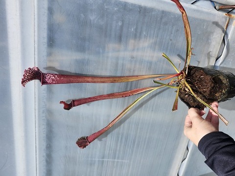 Y267 2H S. leucophylla x xStevensii 