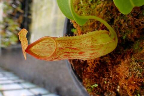 Nepenthes（ネペンテス/ウツボカズラ）の商品一覧 | Y's Exotics