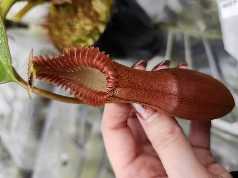 Nepenthes（ネペンテス/ウツボカズラ）の商品一覧 | Y's Exotics