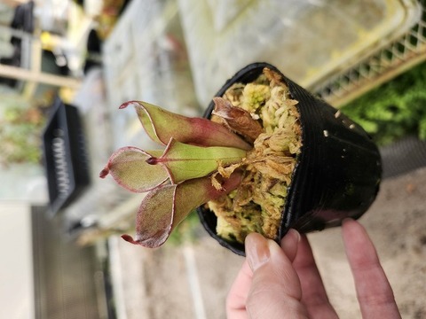 Heliamphora（ヘリアンフォラ）の商品一覧 | Y's Exotics （山田