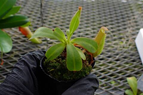 G699 3-2 [YA-10] N. veitchii Bario (very big pitcher) x veitchii Bario (stripe peristome) Y's Lab