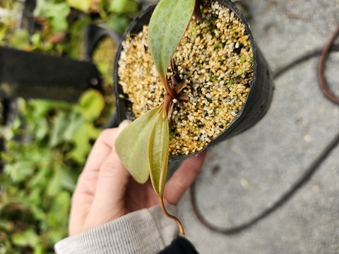 G696 5-3 N. palawanensis {Sutan Peak, Palawan, Philippines}[BCP ID# N1069] BCP 