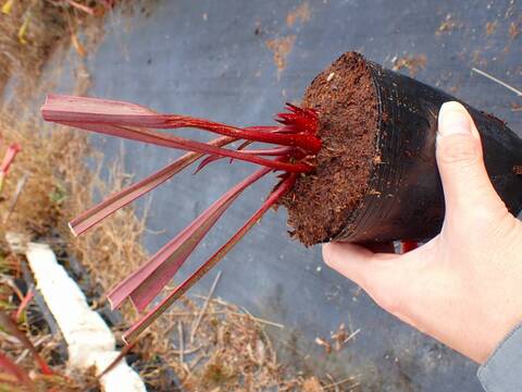 商品一覧 - Y's Exotics （山田食虫植物農園）