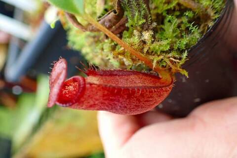 商品一覧 | Y's Exotics （山田食虫植物農園）