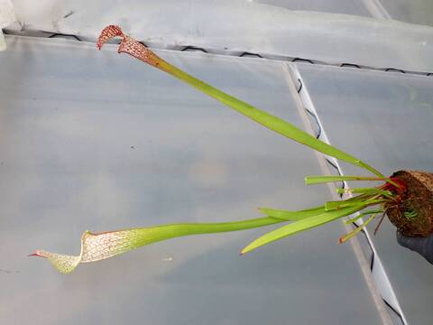 Y372 2H S. leucophylla Helmuts Delight x Lear Wilkerson CK