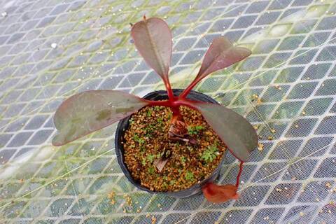 商品一覧 | Y's Exotics （山田食虫植物農園）