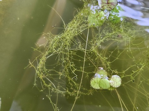 Y383 3H Utricularia minor(広島県産) 