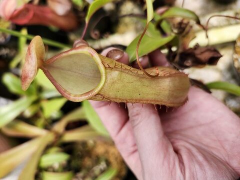 ゆうゆうネペンテス・ミランダ Y580 5-3 N. sibuyanensis x maxima (I) EP | Y's Exotics