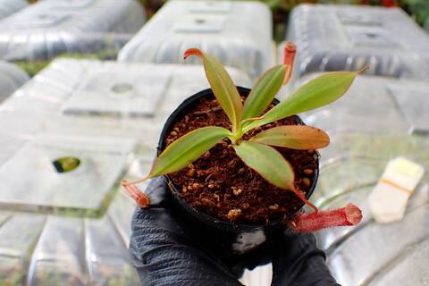 R170 5-1 [YA-162] N. attenboroughii philippines Expendition collection5 Victria Peak 1600m Y's Lab
