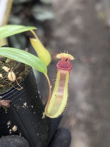 Nepenthes（ネペンテス/ウツボカズラ）の商品一覧 | Y's Exotics （山田食虫植物農園）